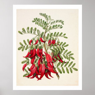 Neuseeland Clianthus Puniceus Red Kowhai Blume Poster