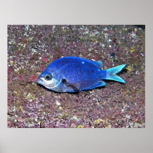 Neuseeland Demoiselle Poster