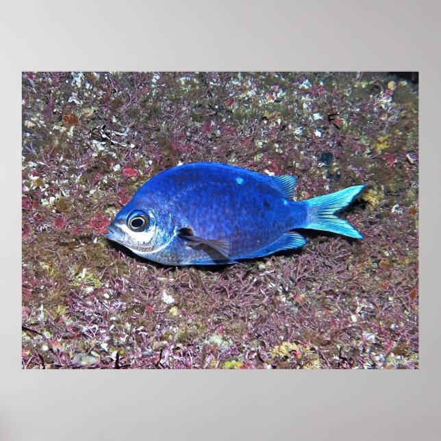 Neuseeland Demoiselle Poster (Vorne)