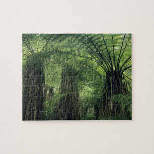 Neuseeland, Haast Valley, Westland, Weicher Baum