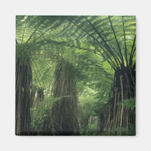 Neuseeland, Haast Valley, Westland, Weicher Baum Magnet