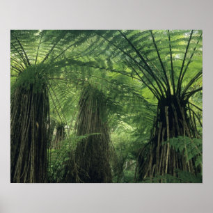 Neuseeland, Haast Valley, Westland, Weicher Baum Poster