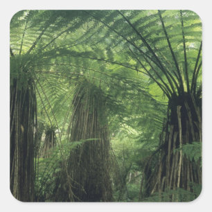 Neuseeland, Haast Valley, Westland, Weicher Baum Quadratischer Aufkleber