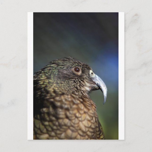 Neuseeland Kea, Alpenpapagei Postkarte (Vorderseite)