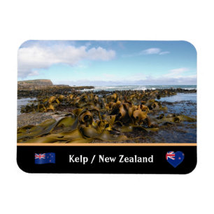 Neuseeland, Kelp Coast - Curio Bay / The Catlins Magnet