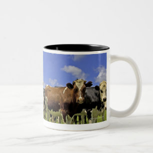 Neuseeland, Nordinsel, Auckland Zweifarbige Tasse