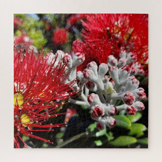 Neuseeland Pohutukawa Tree Red Blooming Blume (Vertikal)
