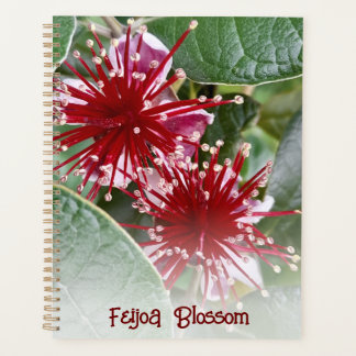 Neuseeland Rote Flora Feijos Blüten Planer