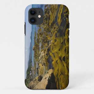 Neuseeland, Southland, Stewart Island. Kelp Case-Mate iPhone Hülle
