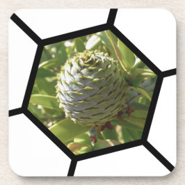 Neuseeland Souvenir Kauri Cone Getränkeuntersetzer