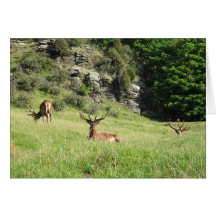 Neuseeland stags Grußkarte