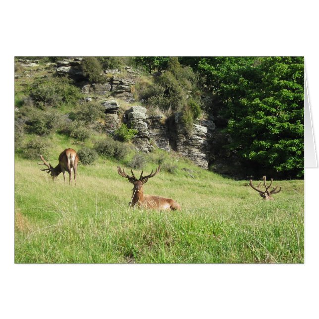 Neuseeland stags Grußkarte (Vorderseite (Horizontal))