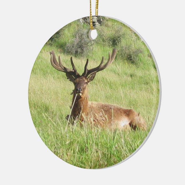 Neuseeland Stags Keramikornament (Links)