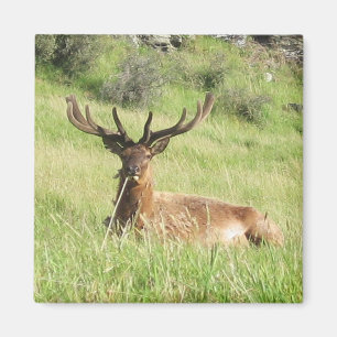 Neuseeland Stags Magnet