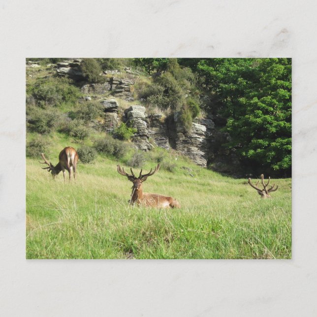 Neuseeland Stags Postkarte (Vorderseite)