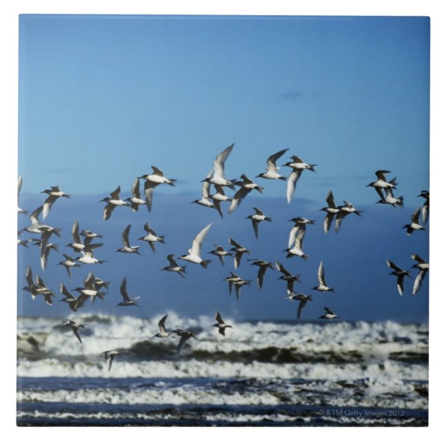 Neuseeland, Südinsel, Seemöwen, die vorbei fliegen Fliese (Vorderseite)