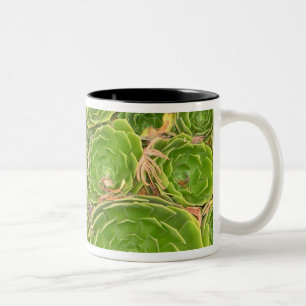 Neuseeland, Südinsel. Sukkulente. Zweifarbige Tasse