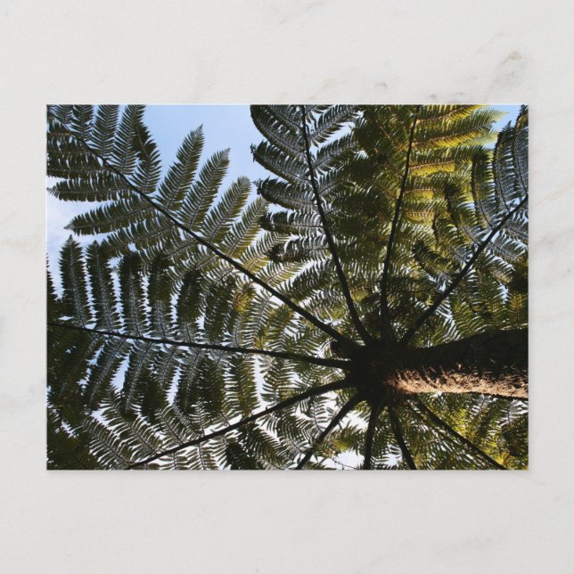 Neuseeland Tree Fern Postkarte (Vorderseite)