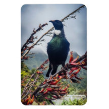 Neuseeland Tui - Fotografie auf Magnet