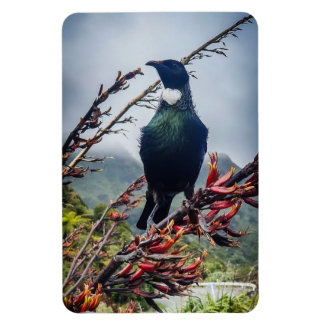 Neuseeland Tui - Fotografie auf Magnet