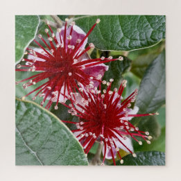 Neuseeländische Blume Red Blooming Feijoa