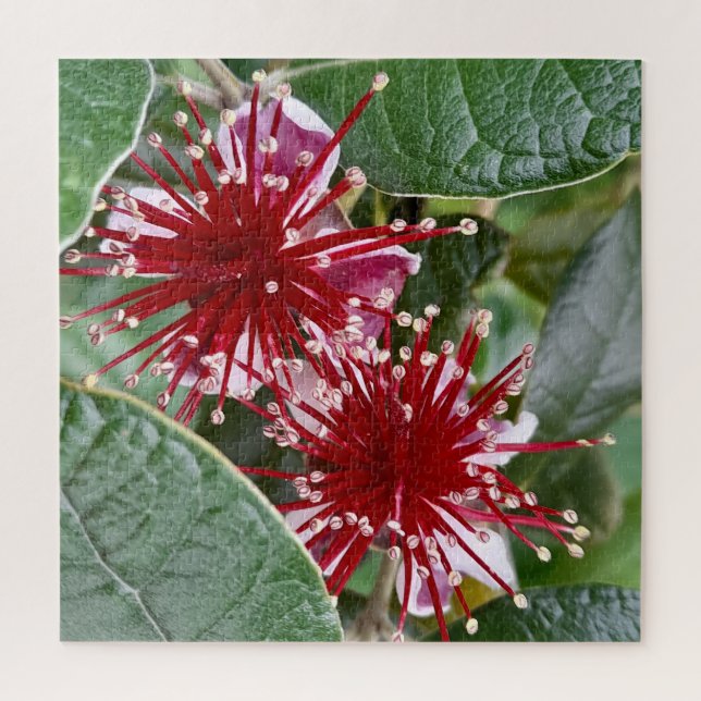 Neuseeländische Blume Red Blooming Feijoa (Vertikal)