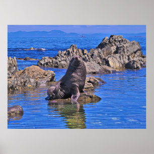 Neuseeländisches Siegel II Poster