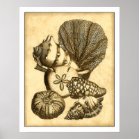 Neutrale Muscheln und Korallensammlung