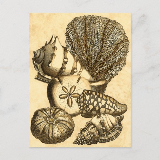 Neutrale Muscheln und Korallensammlung Postkarte (Vorderseite)