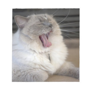 Neva Masquerade-Katze gähnt Notizblock