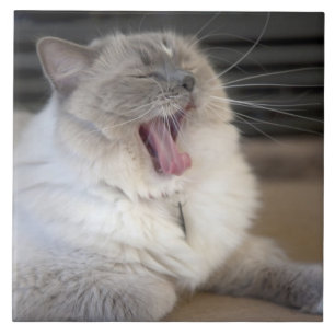 Neva Masquerade Katze gräbt Fliese