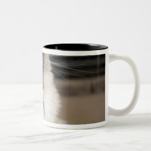 Neva Masquerade Katze gräbt Zweifarbige Tasse