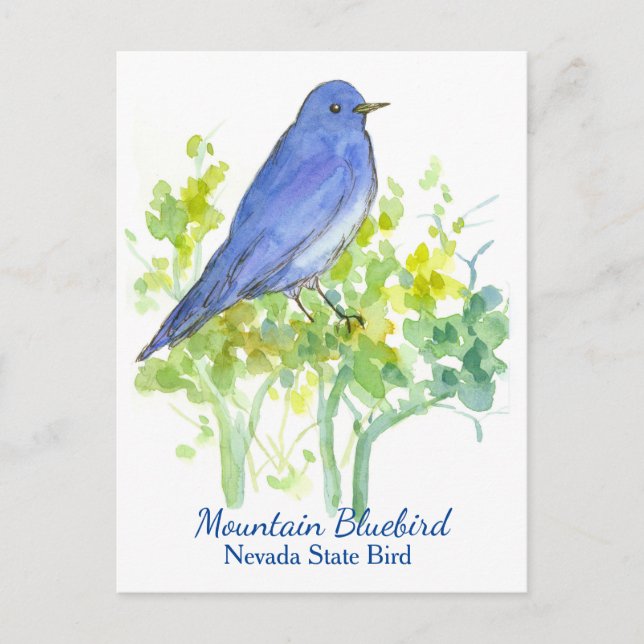 Nevada Staat Bird Mountain Bluebird Postkarte (Vorderseite)
