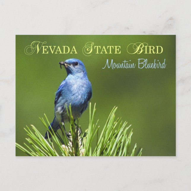 Nevada Staat Bird - Mountain Bluebird Postkarte (Vorderseite)