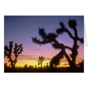 NEVADA. USA. Josua-Bäume Yucca brevifolia)