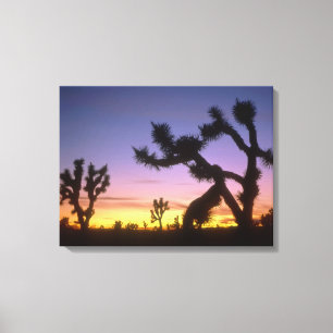 NEVADA. USA. Josua-Bäume Yucca brevifolia) Leinwanddruck