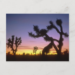 NEVADA. USA. Josua-Bäume Yucca brevifolia) Postkarte
