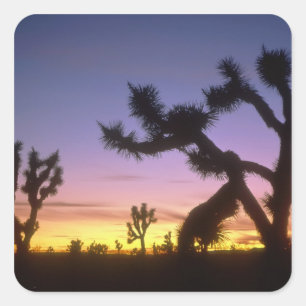 NEVADA. USA. Josua-Bäume Yucca brevifolia) Quadratischer Aufkleber