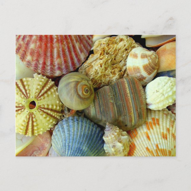 New Address Sea Urchin und Seashells Postcard Ankündigungspostkarte (Vorderseite)