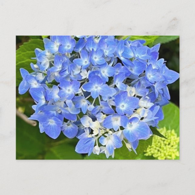 New Bloom Hydrangea Postkarte (Vorderseite)
