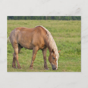 New Brunswick, Kanada. Pferd auf Feld. Postkarte