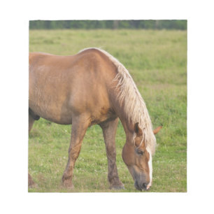 New Brunswick, Kanada. Pferd im Feld. Notizblock