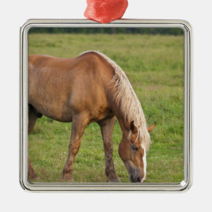 New Brunswick, Kanada. Pferd im Feld. Ornament Aus Metall