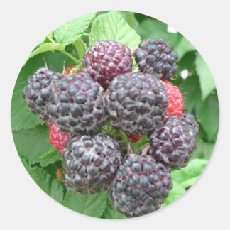 New Day Gardens Sticker- Schwarze Himbeeren Runder Aufkleber