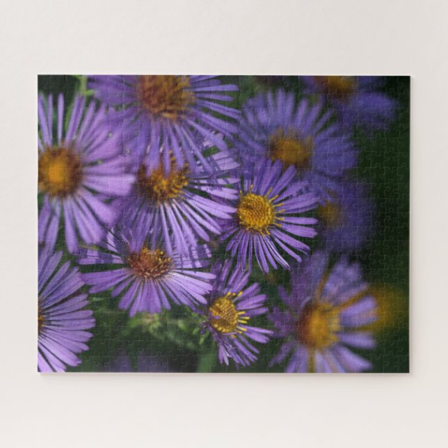 New England Asters (Horizontal)