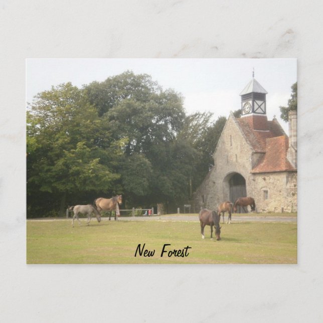 New Forest Hampshire Postkarte (Vorderseite)