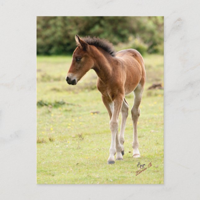 New Forest Pony Foal Postkarte (Vorderseite)