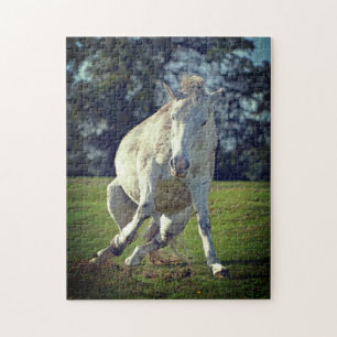 New Forest White Pony Funny Pose