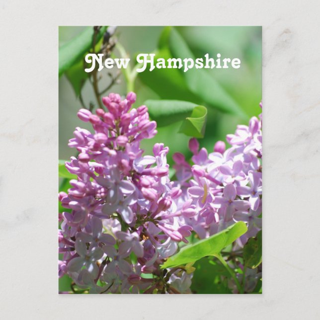 New Hampshire Lilacs Postkarte (Vorderseite)