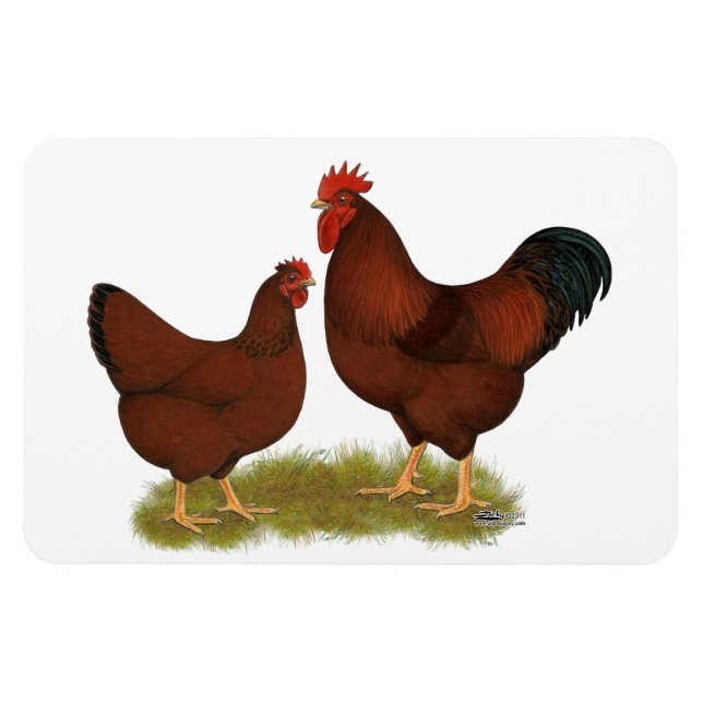 New Hampshire Reds Magnet (Horizontal)